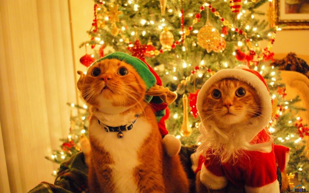 Preparazione al Natale: la prima settimana
