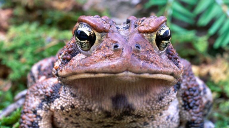 È ora di baciare il rospo? (Una favola per le principesse moderne ...