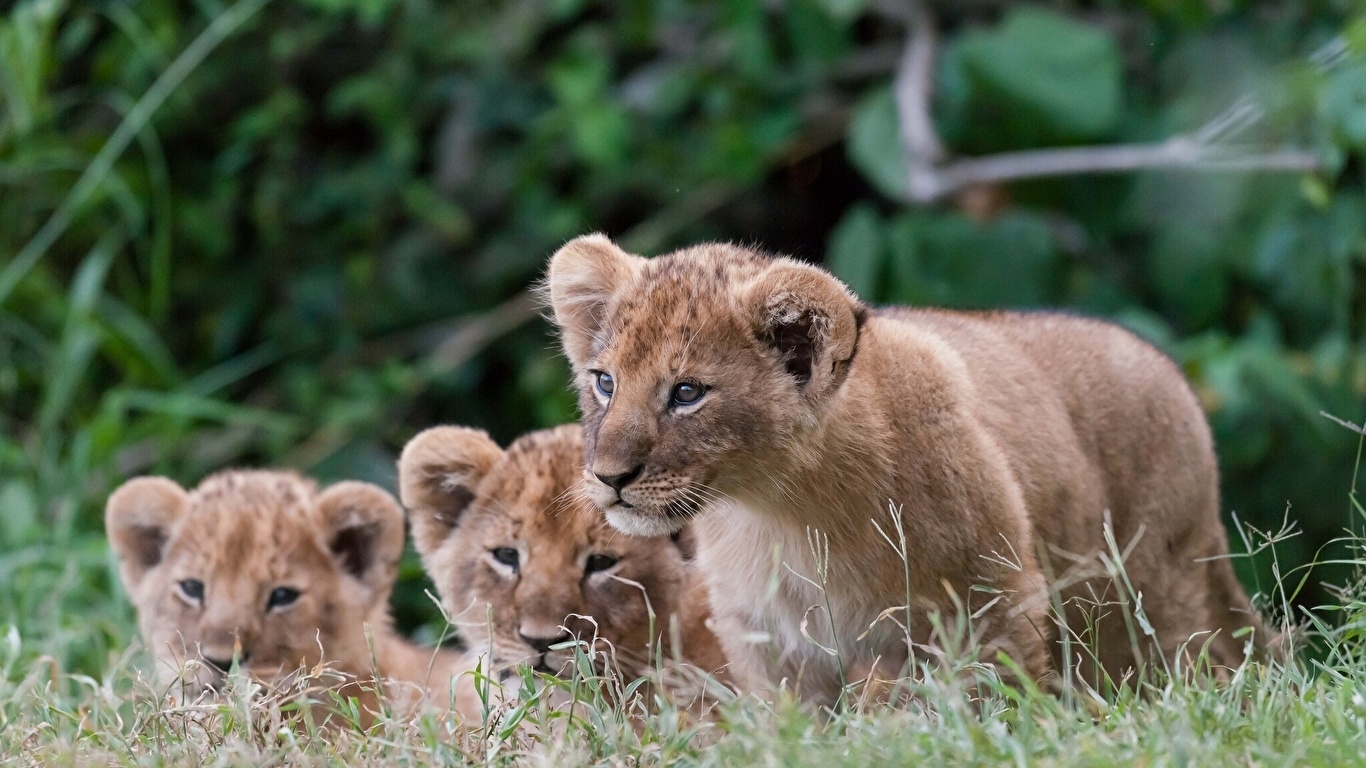 5 lezioni di vita che possiamo imparare dalla natura